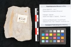 Foto (Objekt + Etikett) von Glyptostrobus europaeus Brongniart (NHMW-GEO-2024-0188-6753)